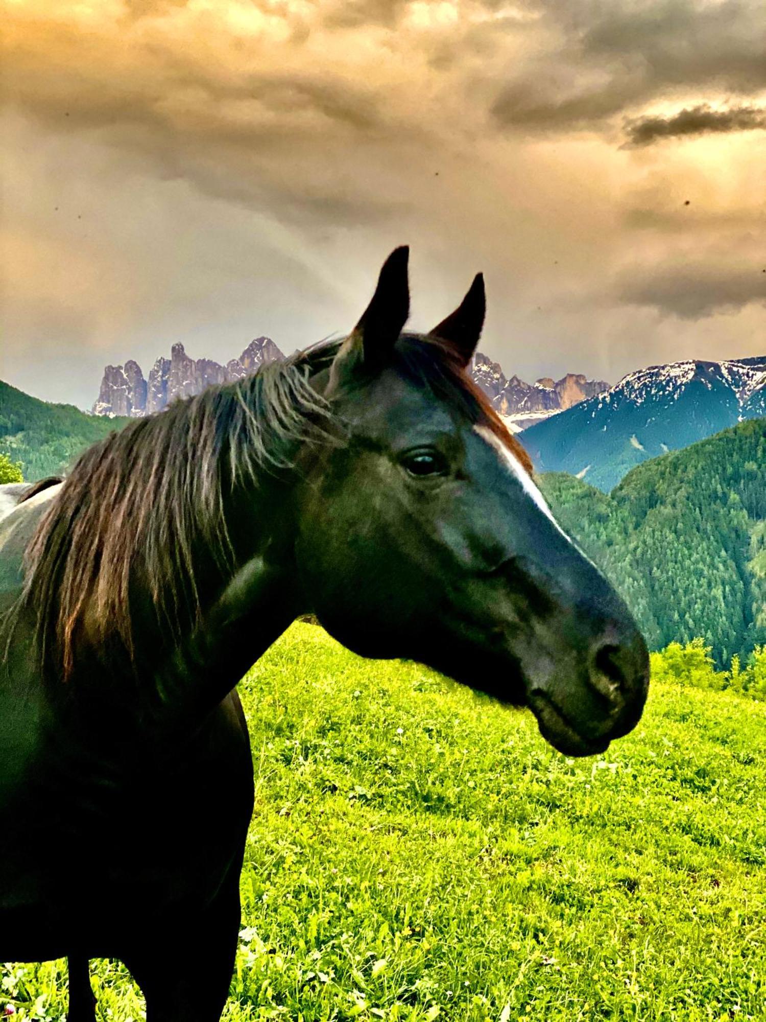 Oberprantschoellhof - Horse Mountain Stable Bressanone Ngoại thất bức ảnh